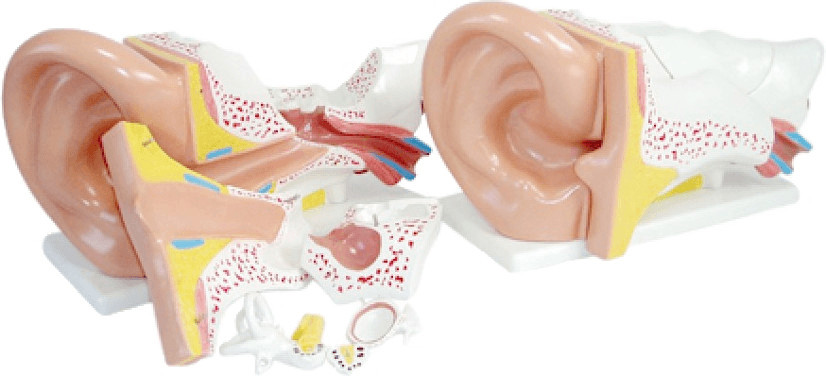 66Fit Giant Ear Model