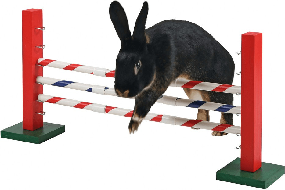 Kerbl Obstacle Agility