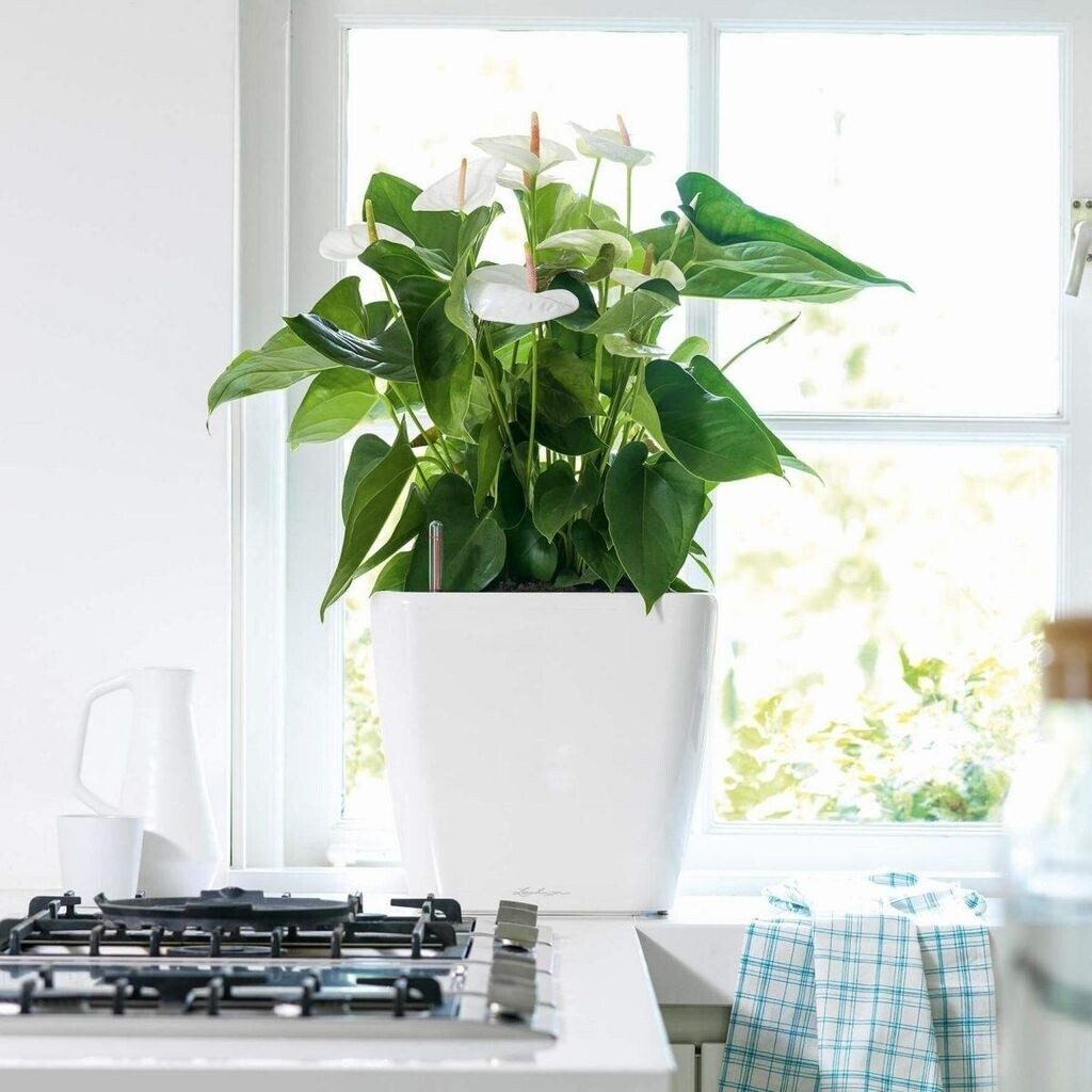 Lechuza Lechuza Quadro LS 21 All-in-One Set bright white - view 16