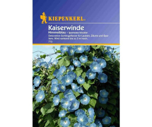 Kiepenkerl Himmelblaue Kaiserwinde