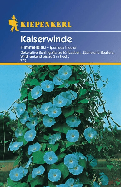 Kiepenkerl Kiepenkerl Himmelblaue Kaiserwinde - back view
