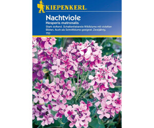 Kiepenkerl Nachtviole