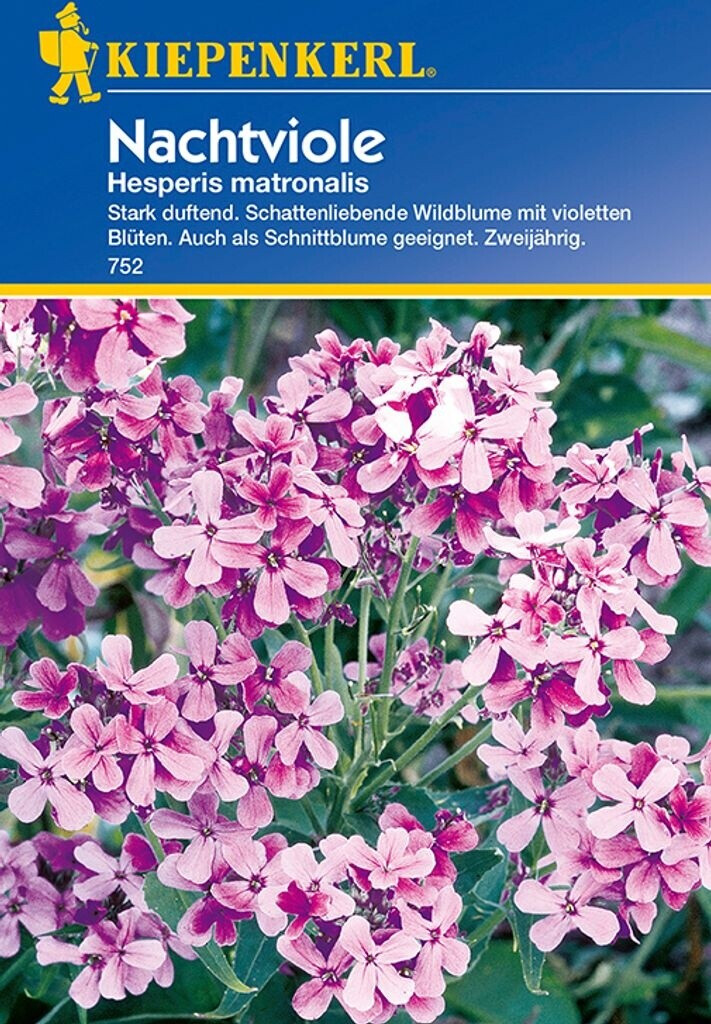 Kiepenkerl Kiepenkerl Nachtviole - Product image 1 of 2