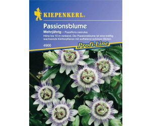 Kiepenkerl Passionsblume