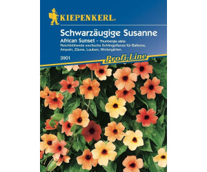 Kiepenkerl Schwarzäugige Susanne "African Sunset"