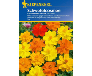 Kiepenkerl Schwefelcosmee