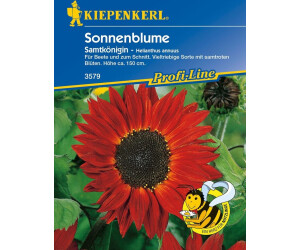 Kiepenkerl Sonnenblume "Samtkönigin"