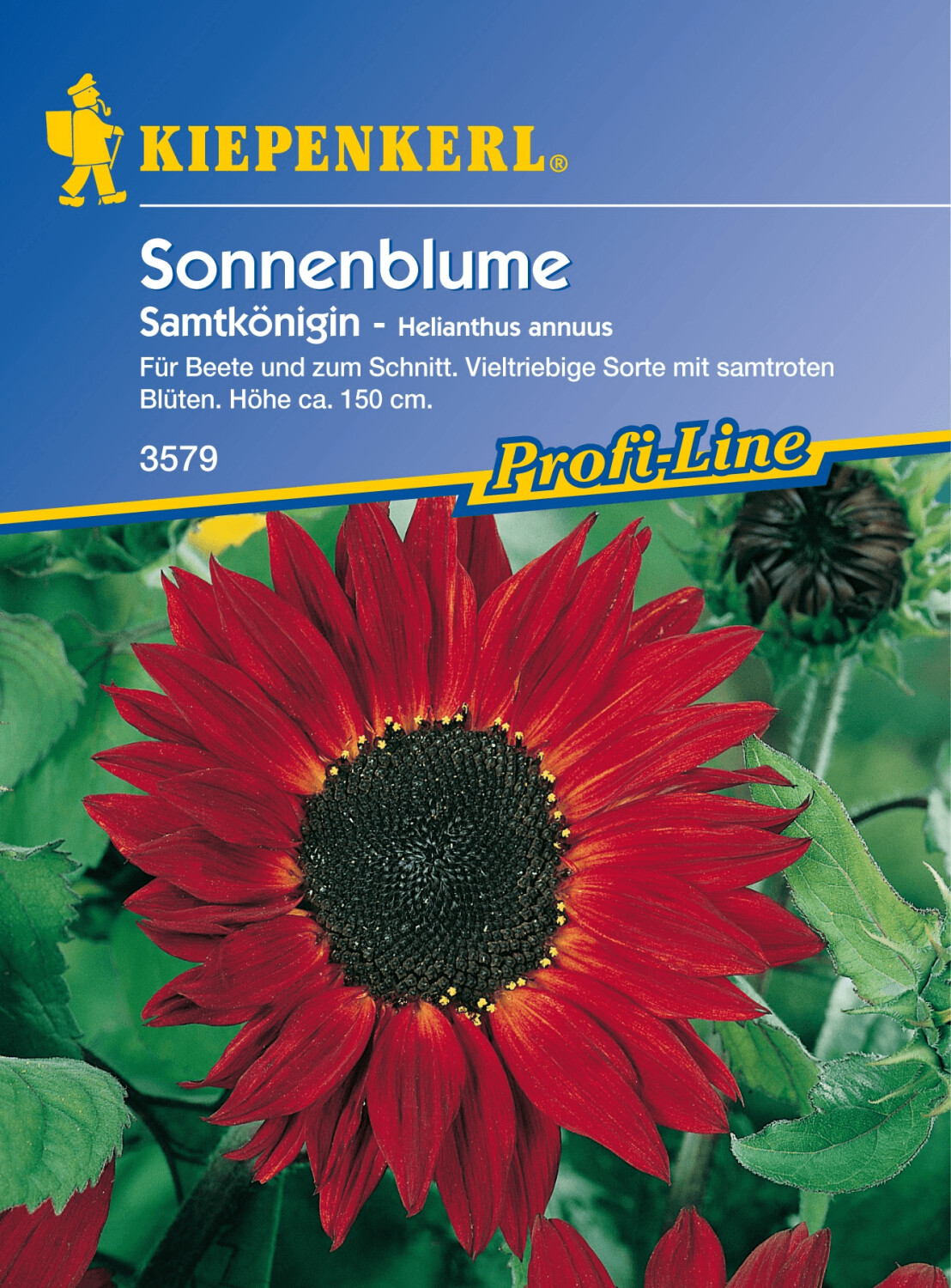 Kiepenkerl Kiepenkerl Sonnenblume "Samtkönigin" - back view