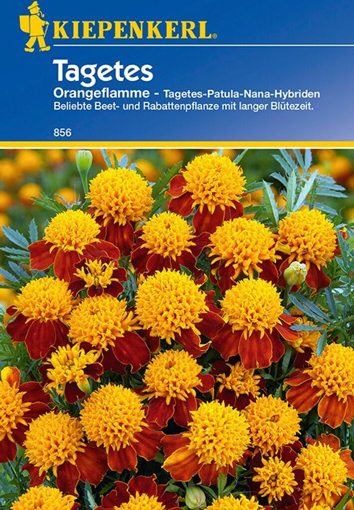 Kiepenkerl Kiepenkerl Tagetes "Orangeflamme" - back view