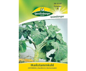 Quedlinburger-Mark ceppo Kohl 