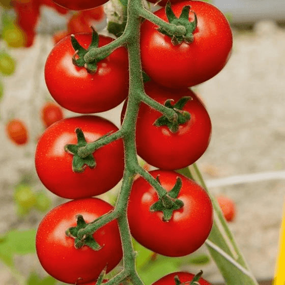 Gärtner Pötschke Tomate Flavance F1 ab 6,99 € Preisvergleich bei