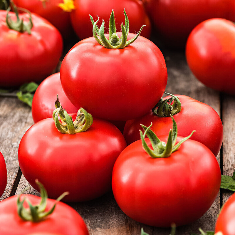 Gärtner Pötschke Tomate Vitella F1 ab 3,99 € Preisvergleich bei idealo.de