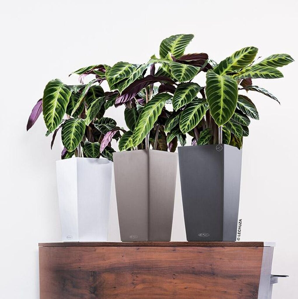 Lechuza Lechuza Cubico Color 40 All-in-One Set nutmeg - view 16