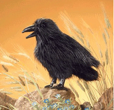 Folkmanis Corbeau (2430)