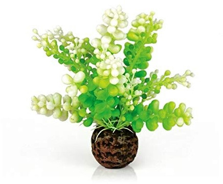 biOrb Aquarien Caulerpa grün (46090)