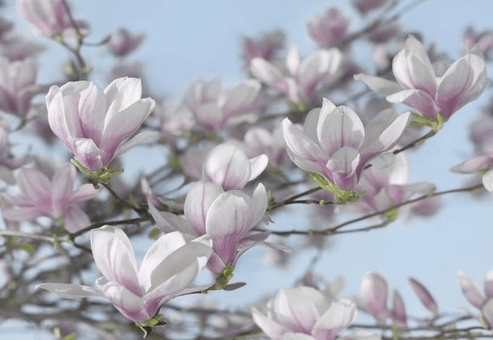 Komar Magnolia 368 x 254 cm (8-738)
