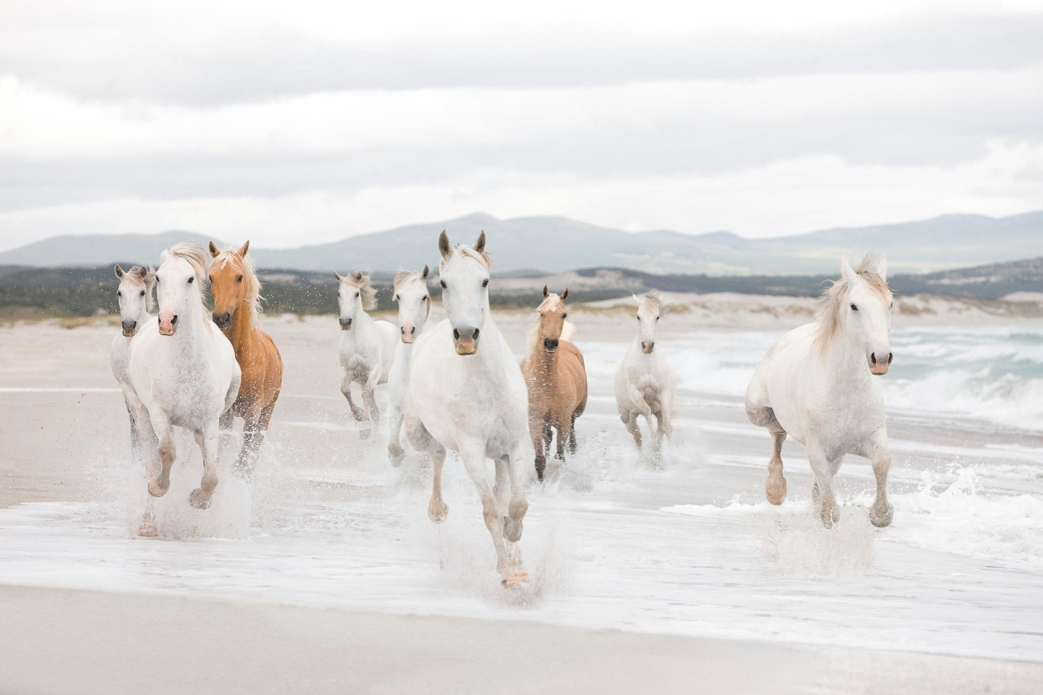 Komar White Horses 254 x 368 cm (8-986)