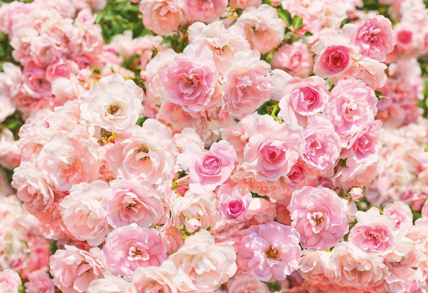 Komar Rosa 368 x 254 cm (8-937)