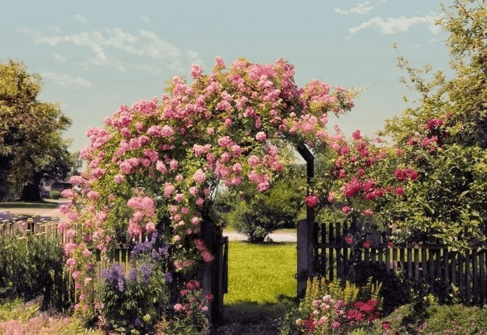 Komar Rose Garden 368 x 254 cm (8-936)