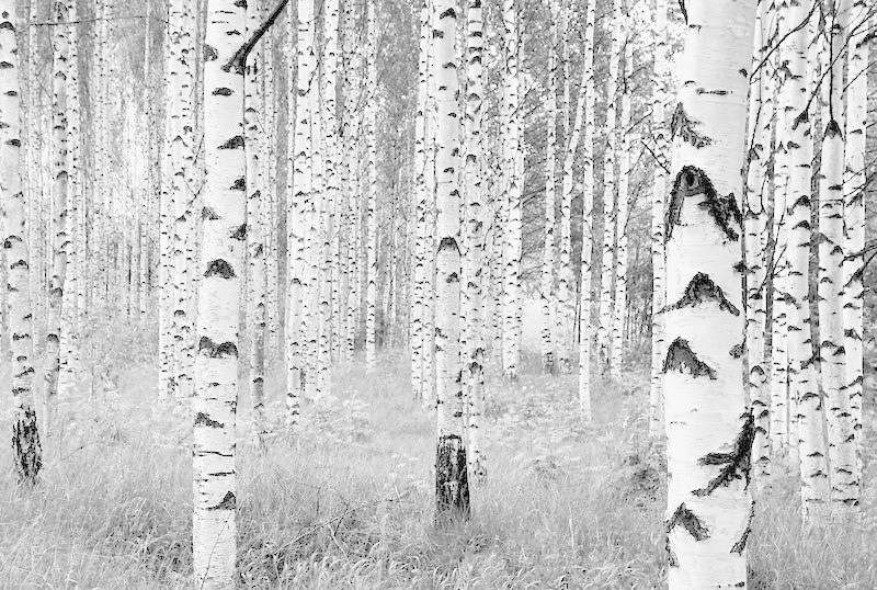 Komar Woods (XXL4-023)
