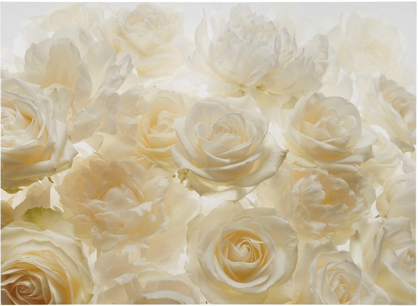 Komar Shalimar 368 x 248 cm (XXL4-007)