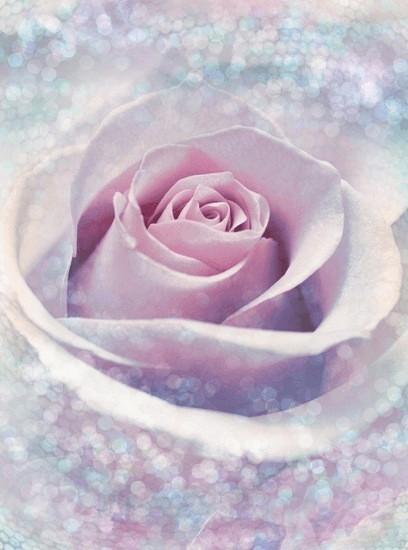 Komar Delicate Rose (XXL2-020)