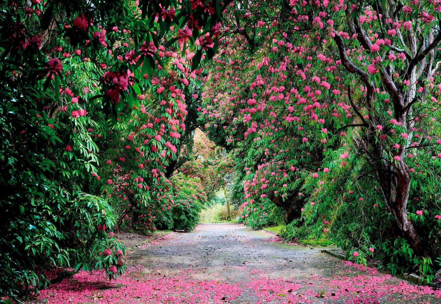 Komar Wicklow Park 254 x 368 cm (8-985)