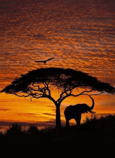 Komar African Sunset 194 x 270 cm (4-501)