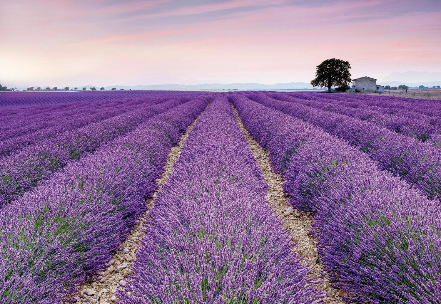 Komar Provence