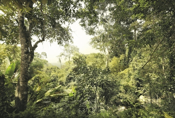 Komar Jungle (XXL4-024)