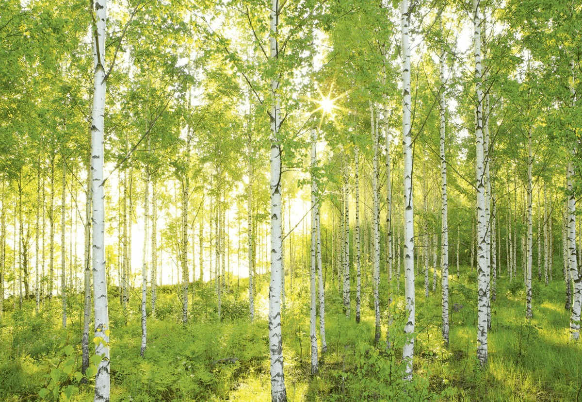 Komar Sunday 368 x 254 cm (8-519)