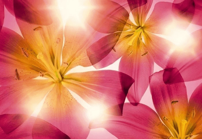 Komar Summer Sun 368 x 254 cm (8-928)