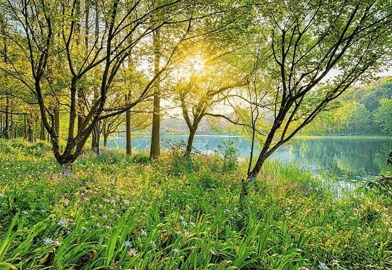 Komar Spring Lake 368 x 254 cm (8-524)
