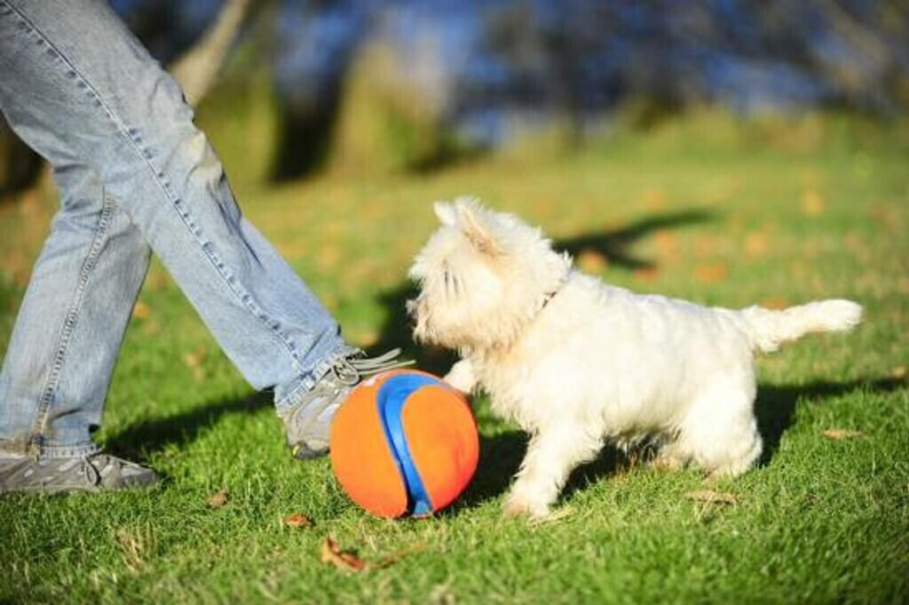 Chuckit! Balle pour chien Chuckit! Balle pour chien