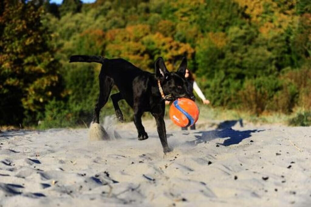Chuckit! Balle pour chien Chuckit! Balle pour chien