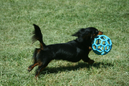 Petmate Balle pour chien Petmate Balle pour chien