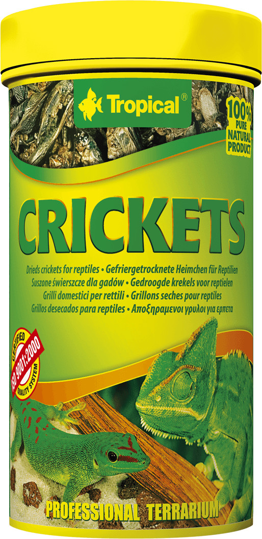 Tropical Crickets