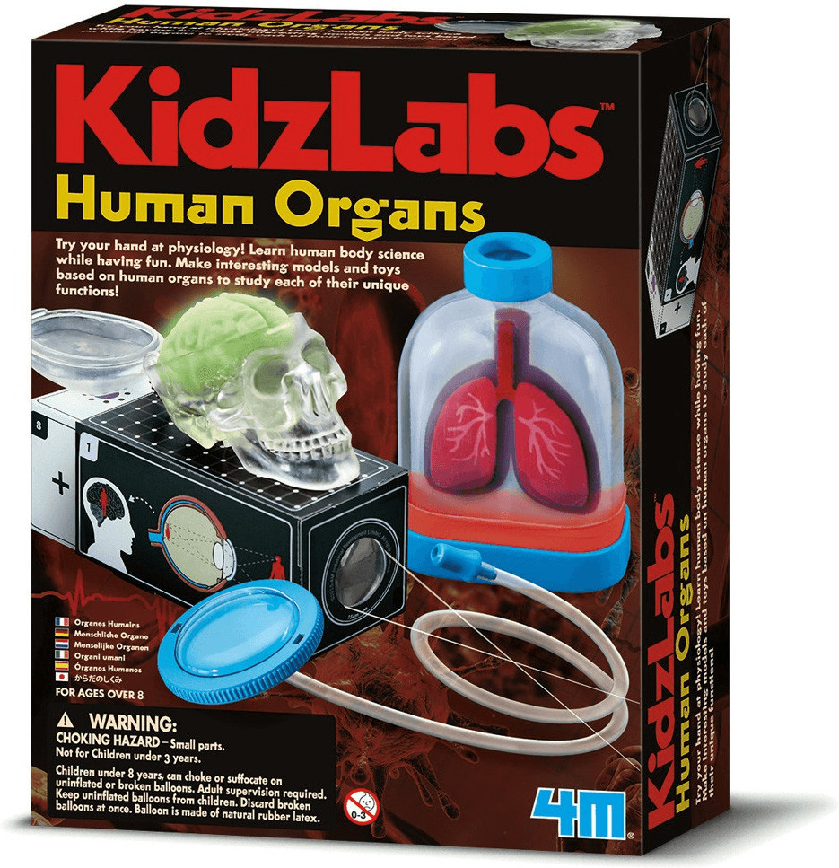 4M Kidzlabs - Organes humains