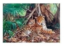 Castorland Jaguars dans la jungle (3000 pièces)