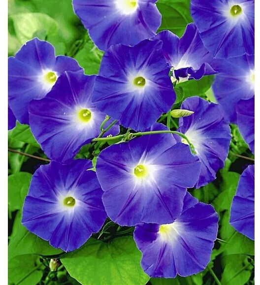BaldurGarten Trichterwinde �Blue Hardy� ab 10,95