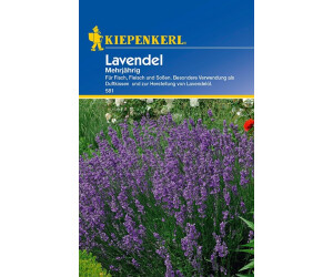 Kiepenkerl Lavendel