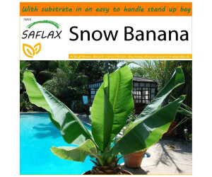 Saflax Garden in the Bag 'Große Schneebanane' Anzucht-Set