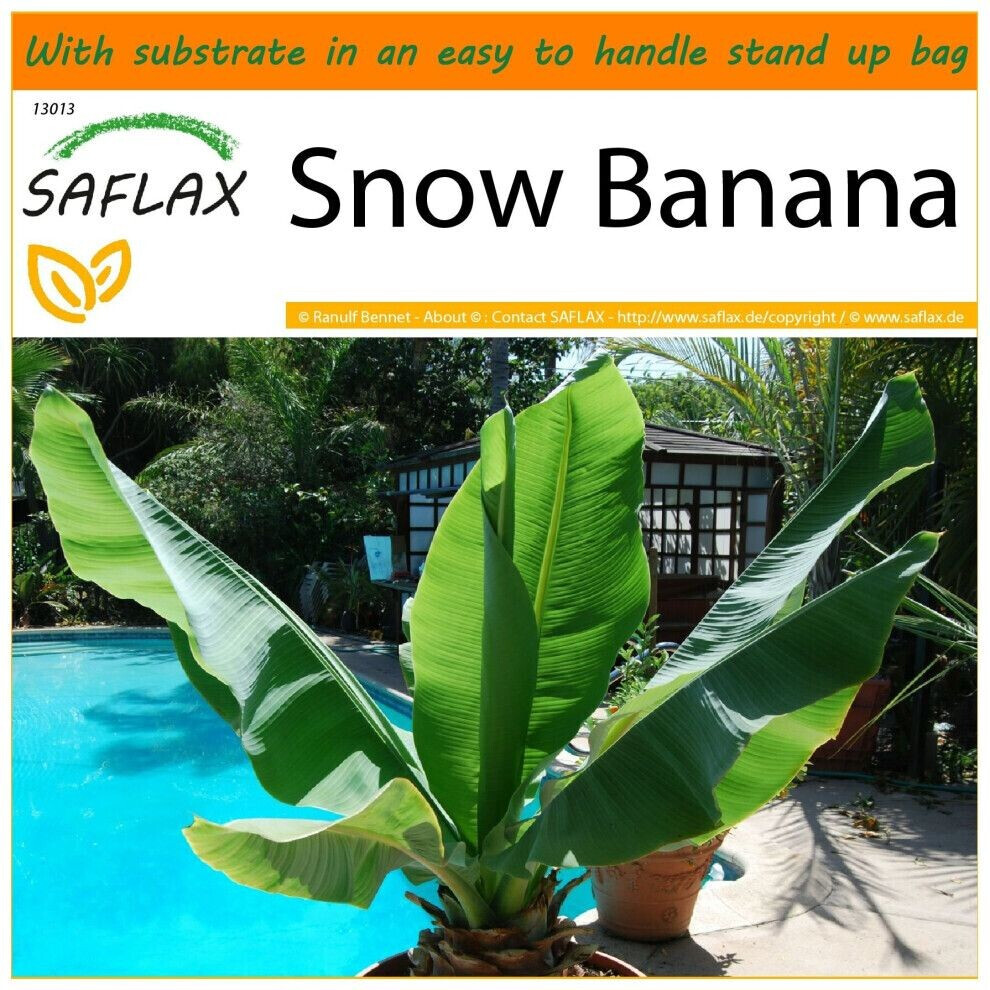 Saflax Saflax Garden in the Bag 'Große Schneebanane' Anzucht-Set - Product image 1 of 5
