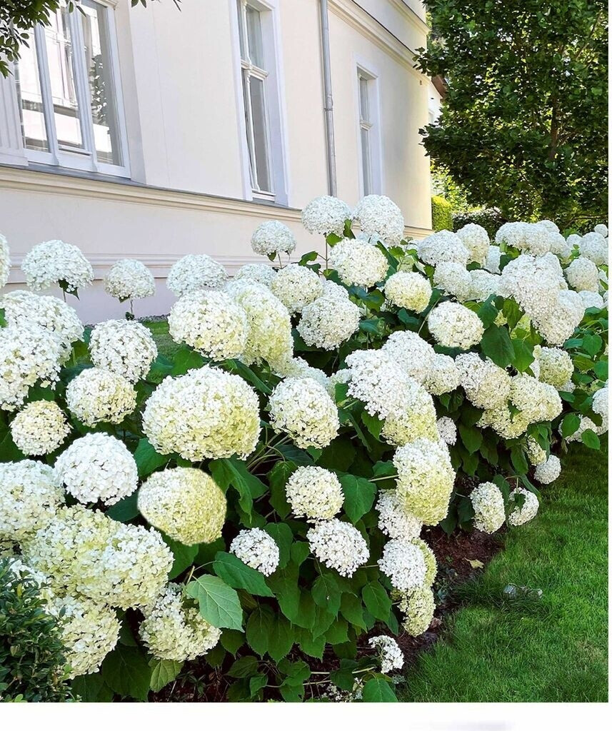 BaldurGarten SchneeballHortensie "Annabelle" (1 Pflanze) ab 9,99