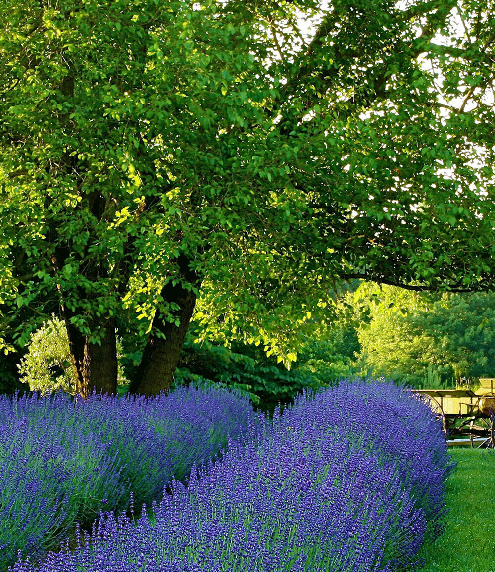 BaldurGarten Lavendel ´Phenomenal´ (2 Pflanzen) ab 9,99