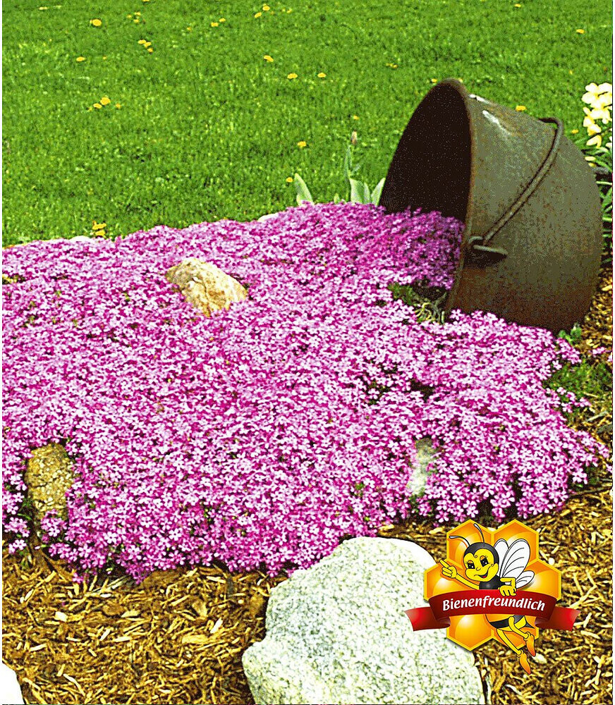 BaldurGarten BodendeckerKollektion rosa und rot 6 Pflanze ab 16,49