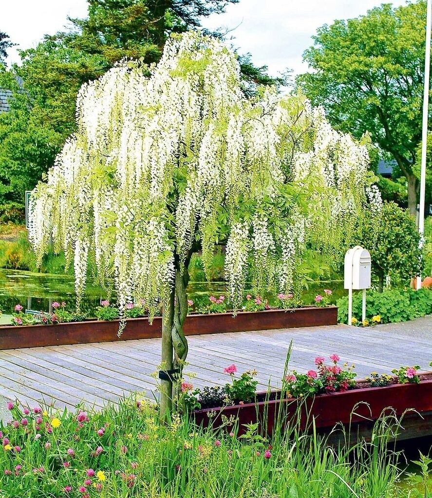 BaldurGarten Weißes BlauregenStämmchen "Alba" (1 Pflanze