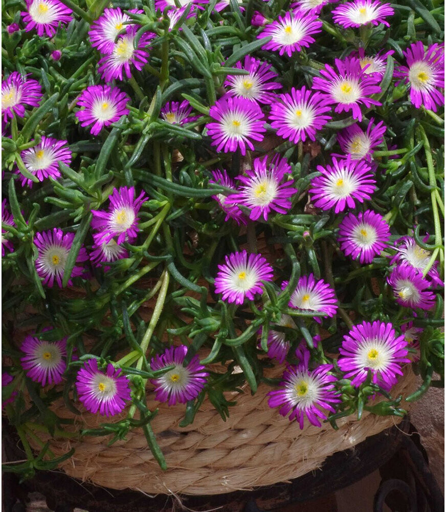 Baldur-Garten Eisblume Violett Wonder (3 Pflanzen) ab 9,95 € |  Preisvergleich bei idealo.de