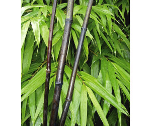 Baldur Garten Schwarzer Bambus Black Bamboo 1 Pflanze Ab 19 99 Preisvergleich Bei Idealo De