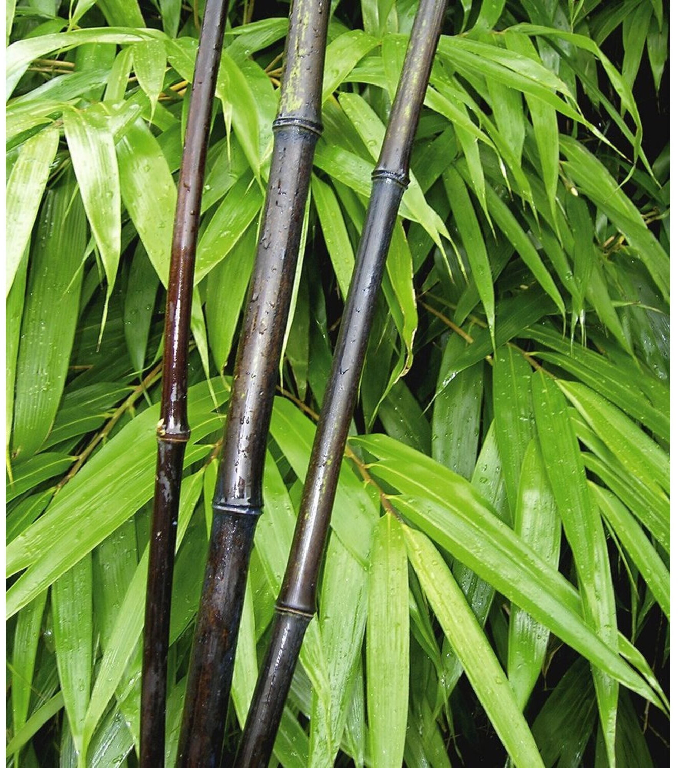 BaldurGarten Schwarzer Bambus ´Black Bamboo´ (1 Pflanze